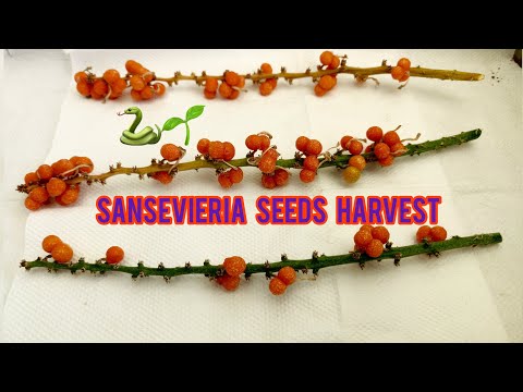How to grow Sansevieria from seeds - When to harvest seeds? Part-3