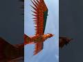 التنين الطائر Shorts