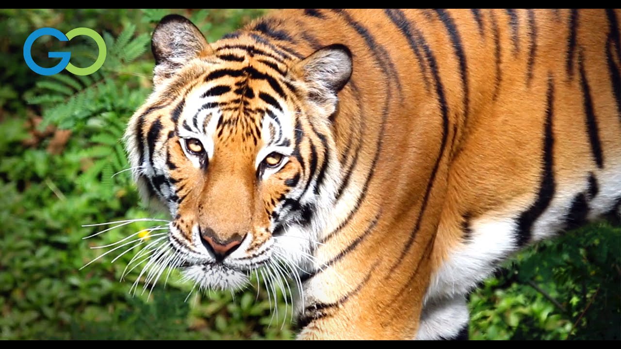 New Video: Saving the Last Tigers of Asia, News