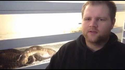 Black Headed Python Breeding - Mates With Snakes