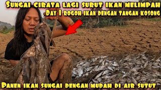 CIRATA RIVER WATER LEVEL IS LOW, FISH ARE EVERYWHERE AND EASY TO CATCH BY HAND