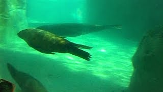 Seals swimming underwater [Pairi Daiza]
