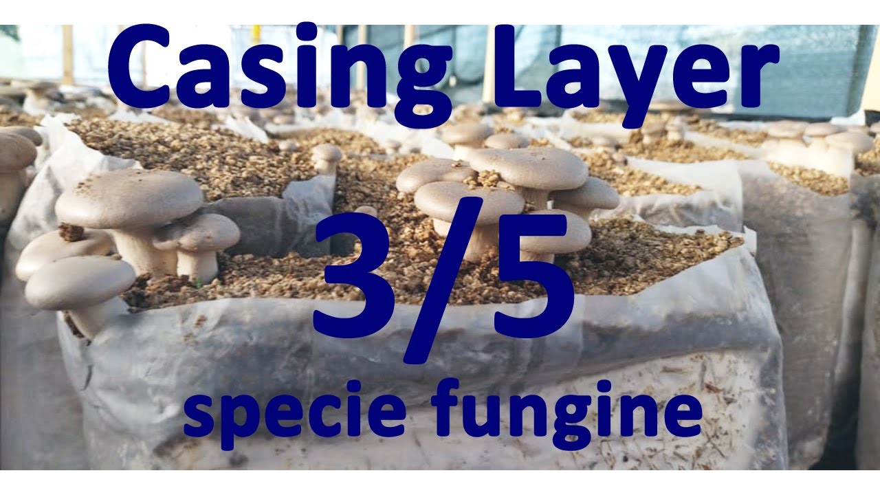 Casing Layer 3/5 - Specie adatte al casing, Cardoncello, Agaricus ...