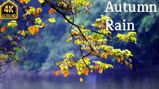 Rain On Leaves In Autumn Forest With Calming Piano Music -24 Hours  Autumn Rain Video for Relaxation by Enjoy Nature 90 views 6 months ago 23 hours