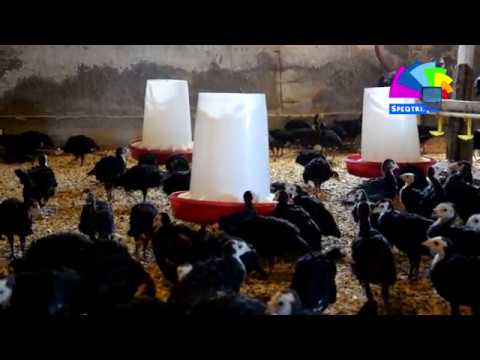 ინდაურების ფერმა იორმუღანლოში