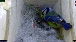 Blaumeisen, ein kurzer Einblick ins Nest  Blue Tits, a short view into the nest  2024 05 04