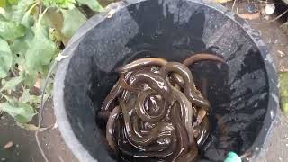 Hasil mancing ikan sidat hasilnya memuaskan