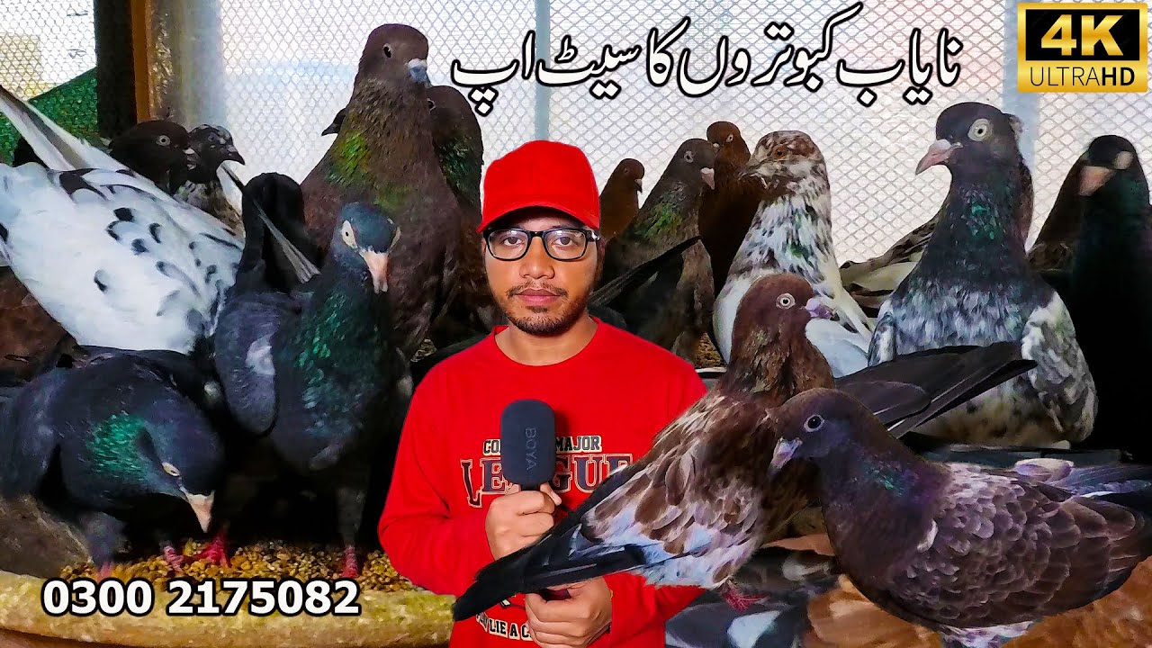 Rare and Unique Pigeon Setup 2026 Karachi | Ambersery Pigeons Teddy Pigeons Shah Jahan Puri Pigeon