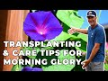 Best Care Tips and How to Transplant Morning Glory