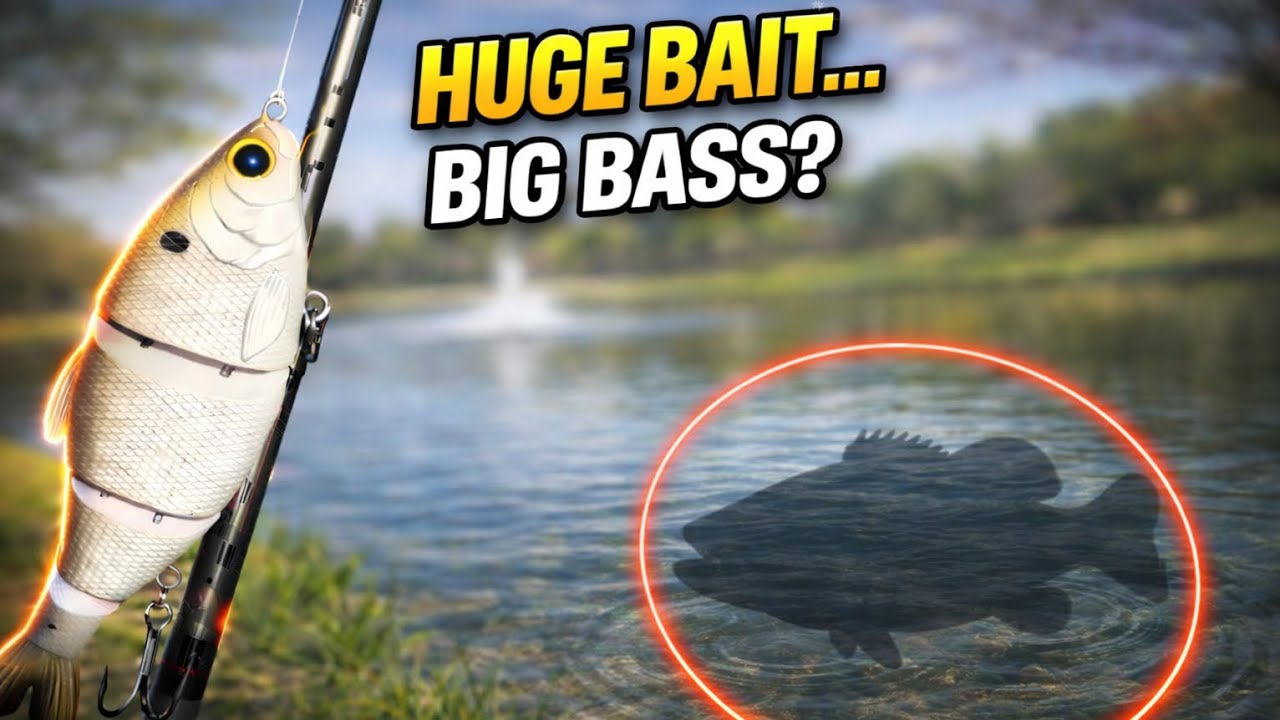 I Threw a HUGE Swimbait for a Giant Largemouth…