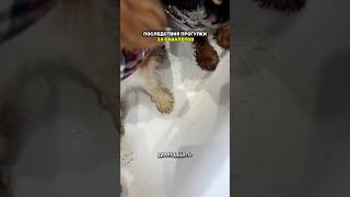 Лапы собак отмыты 🤭 Артикул на WB мыло для лап: 171350353 и пенка с щеточкой 248237382