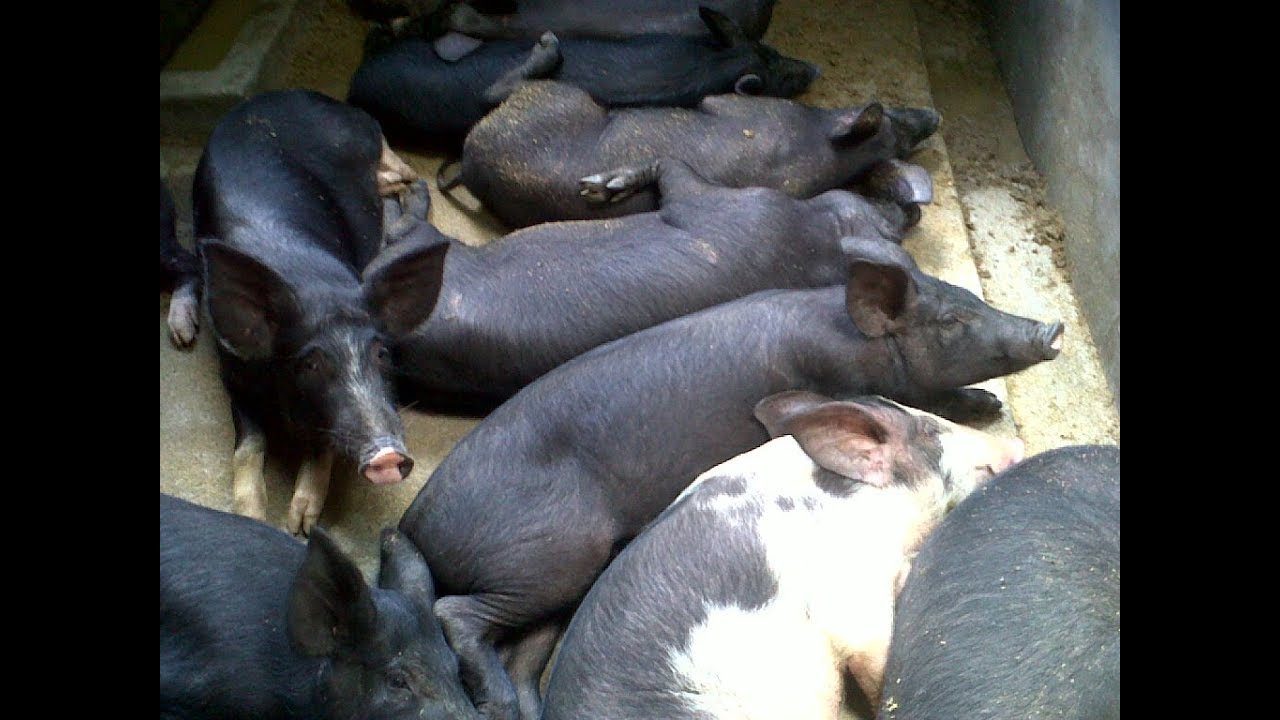 cara pembesaran babi cepat panen 081225244539 