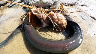 Moray Eels & Giant Moray Eels Were Stranded, And The Short Legged Octopus Continued To Be Stocked