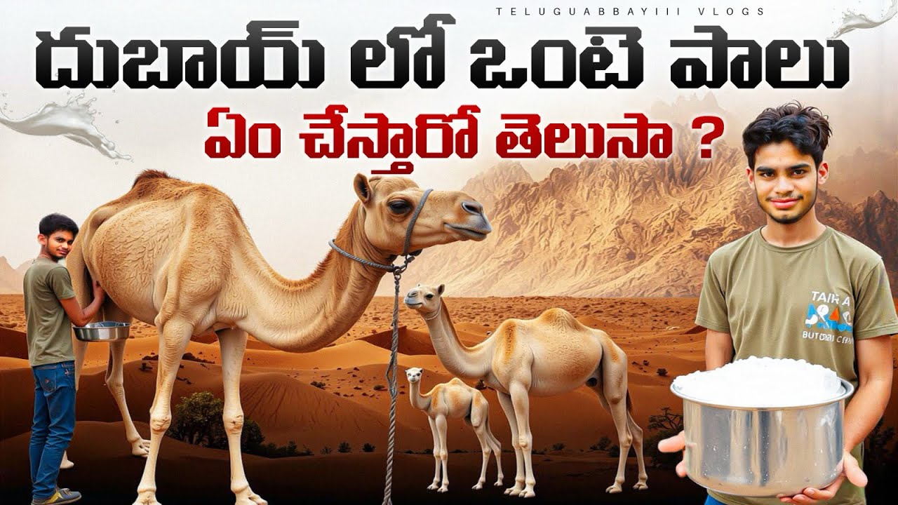 దుబాయ్ లో ఒంటె పాలు ఎలా తీస్తారు।అవి ఏమీ చేస్తామో చూడండీ।camel milk in dubai।#viral #video #camel