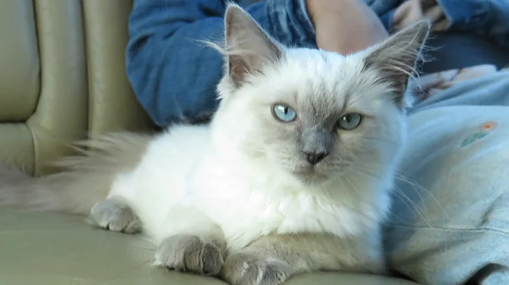 Video 11844031: maine coon, persian, kitten