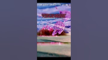 ⌈ Azure latch ⌋ CHIGIRI "GOLDEN ZONE" FLOW MOVE SHOWCASE