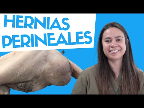 Video: La experiencia de mi perro con la hernia perineal