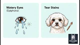 Dog Dry Eye FIX💧: Schirmer Test + Breed Danger Guide! 🐶👁️ | Dog Care Coach