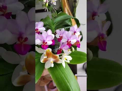 How amazing to grow orchids propagate plant fast and easy #4584