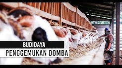 BUDIDAYA PENGGEMUKAN DOMBA PEDAGING - Durasi: 12.35. 