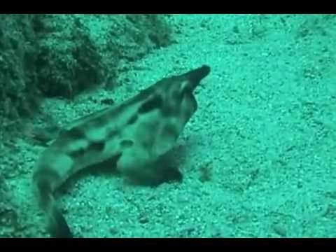 Red lipped Batfish Fast Facts | FunnyDog.TV Red lipped Batfish Fast Facts | FunnyDog.TV
