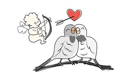 Learning the Language of Love: The Brain Science of Songbirds