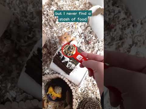 Wideo: Ile chomika musi jeść?