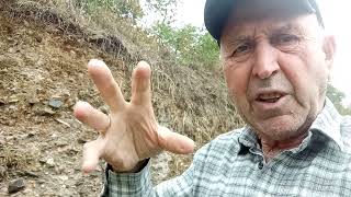 Sandı Çayı Zambağı