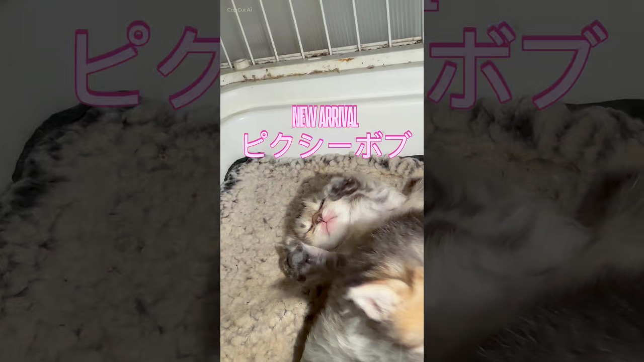 家族募集中】#ピクシーボブ #子猫の成長動画 #大型ボブテイル #犬の