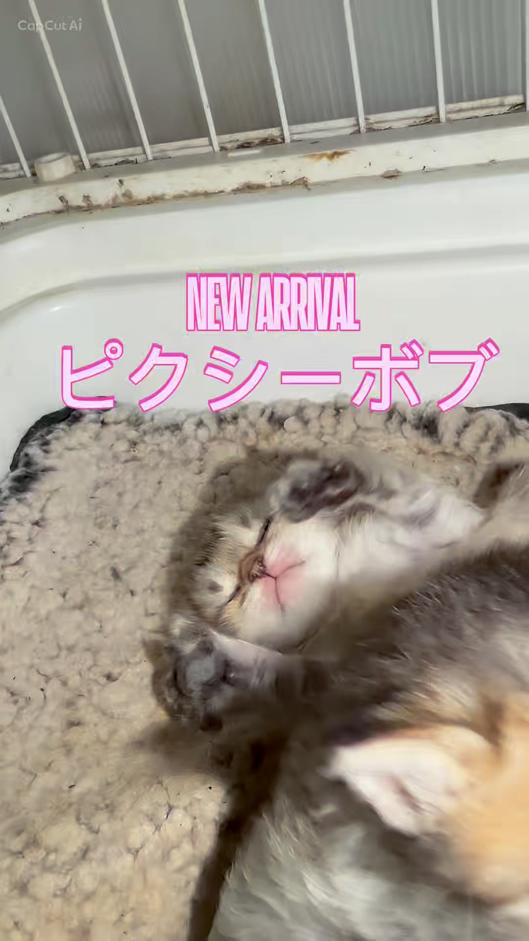 家族募集中】#ピクシーボブ #子猫の成長動画 #大型ボブテイル #犬の