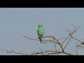 118 03 Abyssinian Roller, Kidepo Valley National Park, Uganda, December, 2021