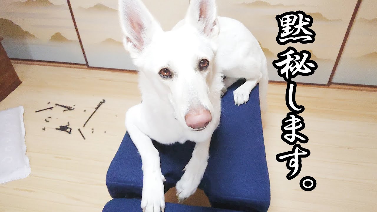 犯人はお前だッ Youtube 犯人はお前だッ Youtube