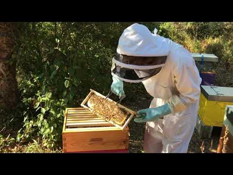 Comment ouvrir et inspecter une ruche ?