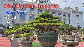 NGẮM 1 DÃY CÂY TẦM TRUNG VÍP tại FESTIVAL PHÚ THỌ 2025 mà thấy BỒI HỒI NHỚ NHUNG. 