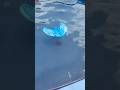 Sea glider pool toys that propel through water themselves!