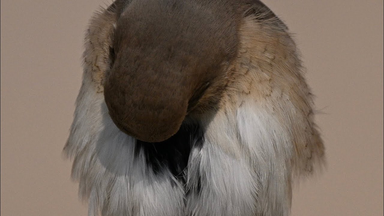 Bird’s lover طيور تم تصويرها في قطر 