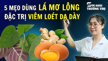 Lá Mơ Lông Thần Dược Đặc Trị Viêm Loét Dạ dày Tá Tràng, Trên 50 Tuổi Nhất Định Phải Biết