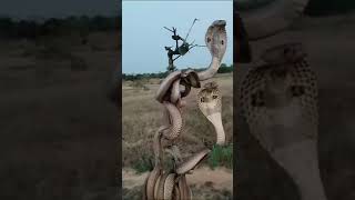 Happy Nag Panchami || very happy nag panchami