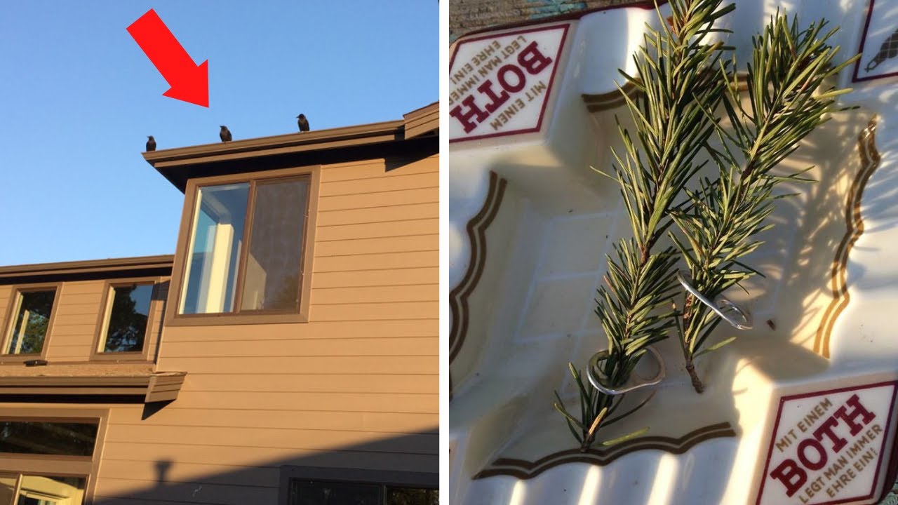 A man fed a family of crows for years. YOU WON'T BELIEVE what the crows gave him in return!