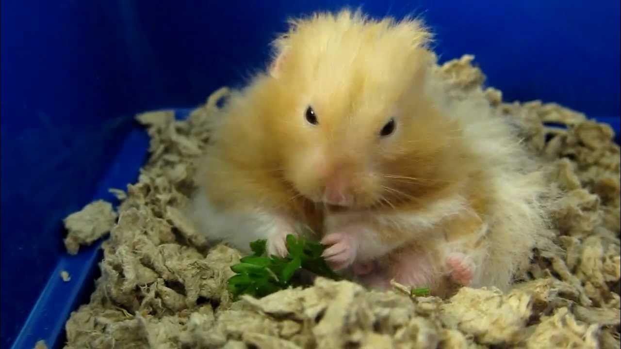 hamster biggie the speed eater of curly parsley YouTube