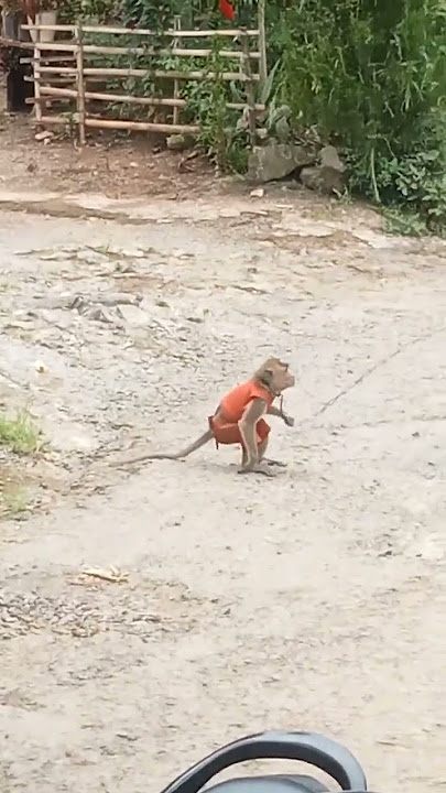 nungging#monyet#lucu#ngakak#fyp