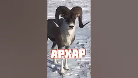 АРХАР: памирский горный баран #таджикистан