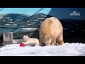 Baby Polar Bear at Sea World in cub kindy