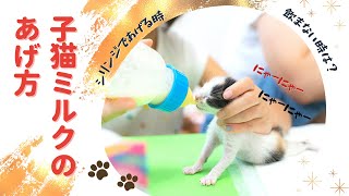 赤ちゃん猫ミルクのあげ方。これを見れば大丈夫。ミルクを飲まない時の方法も。