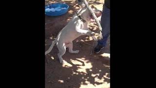 American Bully Spring Pole