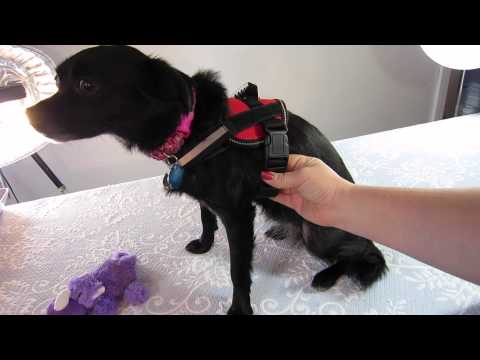 product-review:-doggie-stylz-service-dog-vest