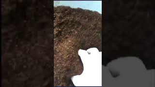 الزراعة باستخدام البيتموس بديل التربة في الأحواض ( أصيص)
