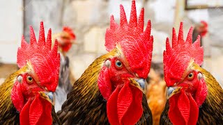 Chicken Farm | The Chicken Rosster to the garden, Daily work in Poultry Farming