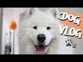 Dog Vlog - One Day In My Life | Wanderlust Samoyed