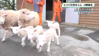 Four baby sheep born at Nasu Animal Kingdom, bleating 